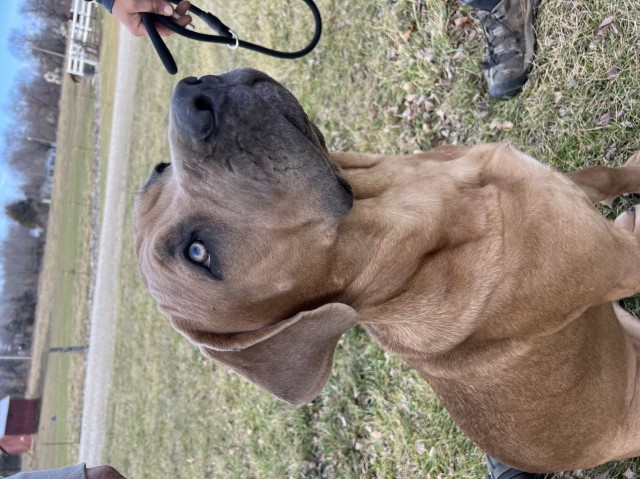 Cane Corso puppy for sale + 64367