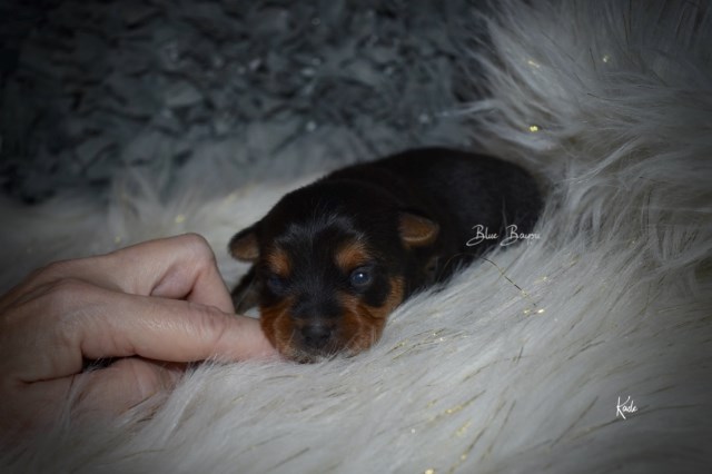 Tiny Toy Male Yorkie (Kade)