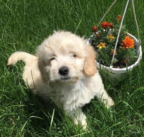 Goldendoodles Miniature F1B English Cream Champion father!