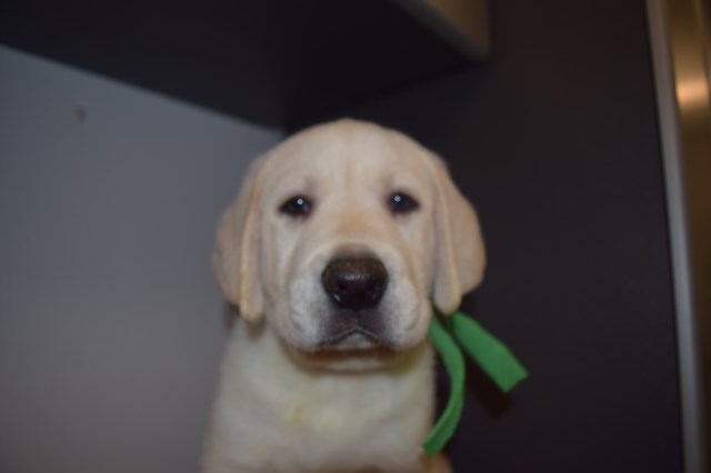 Labrador Retriever puppy for sale + 48034
