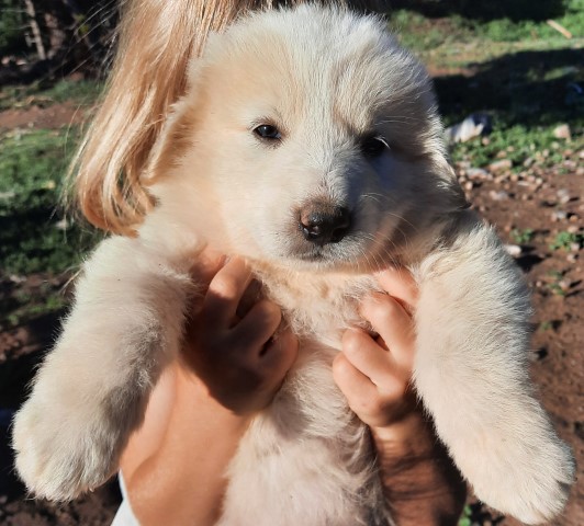 Great Pyrenees puppy for sale + 63824