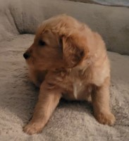 Cody, the Awesome Goldendoodle!  ****SALE****  OCT. 14 - 16, 2022 ONLY  $400.00 OFF Goldendoodle for sale/adoption