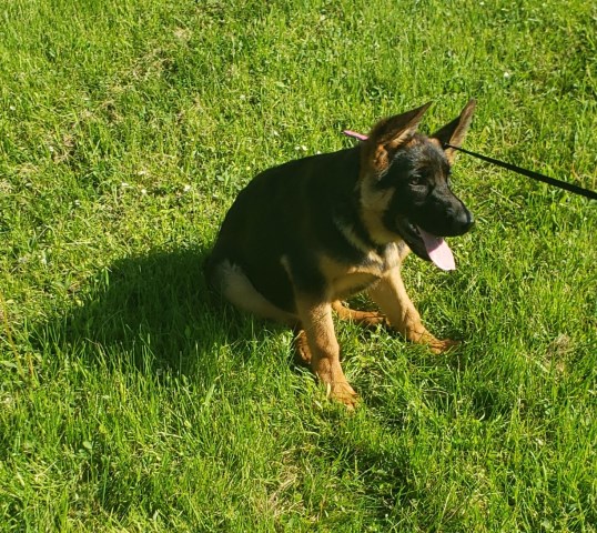 German Shepherd Dog puppy for sale + 57206