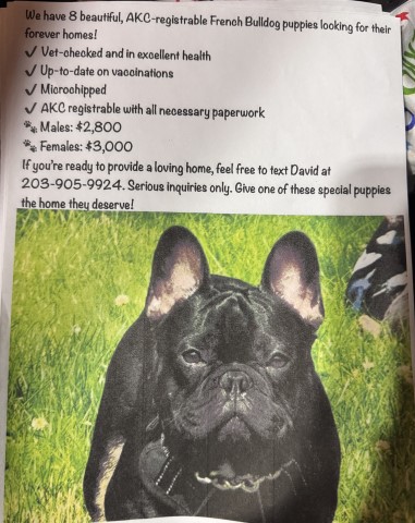 French Bulldog puppy for sale + 66444