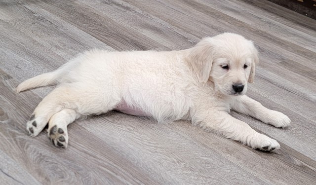 Golden Retriever puppy for sale + 65646