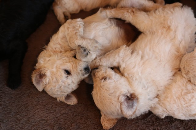 F2B Goldendoodle puppies-ALL SOLD NOW