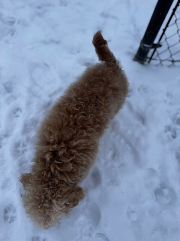 Bichon Frise puppy for sale + 66943