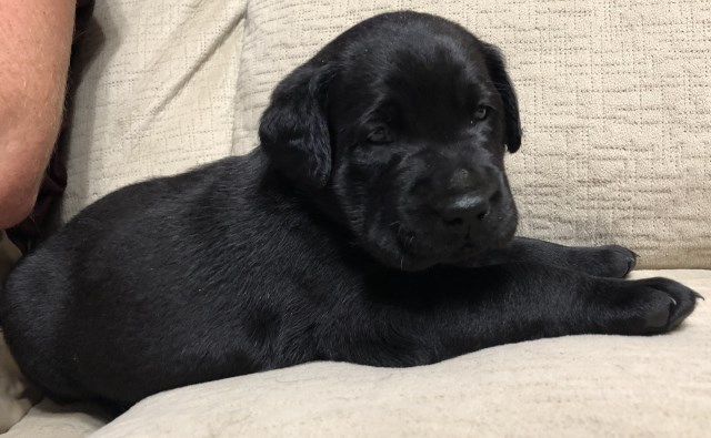 Labrador Retriever puppy dog for sale in Zanesville, Ohio