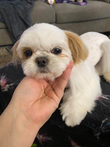 Shih Tzu puppy for sale + 65086