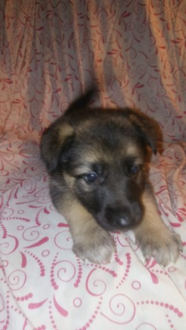 German Shepherd Dog puppy for sale + 50393