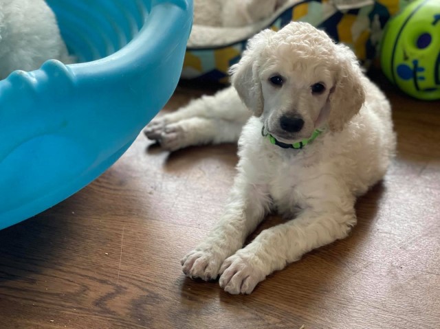 White Standard Poodle Males