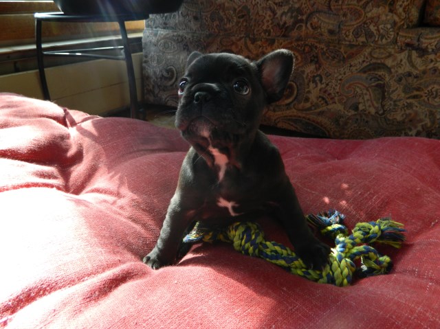 French Bulldog puppy for sale + 47239