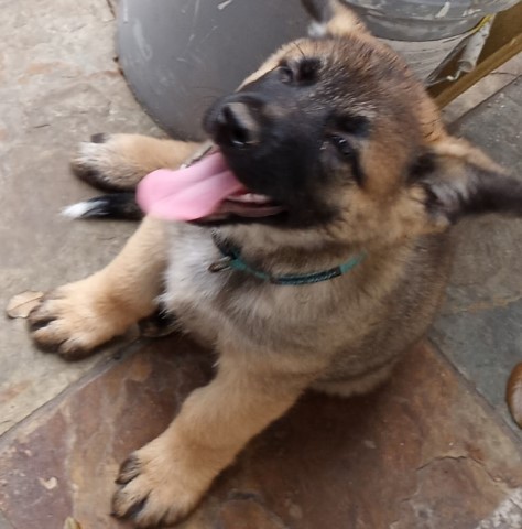 German Shepherd Dog puppy for sale + 61607