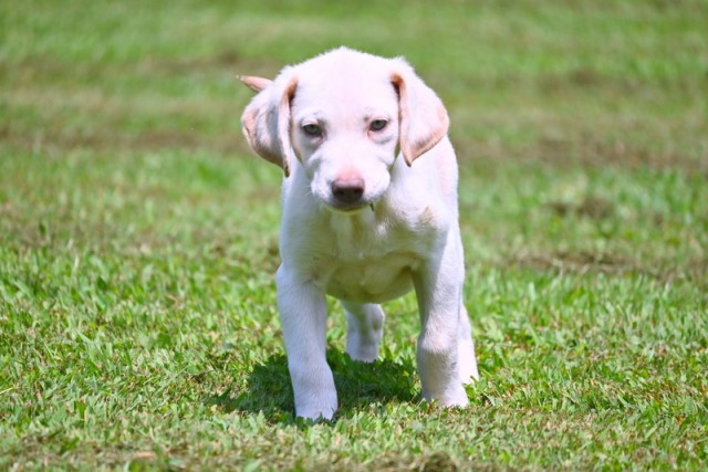 Labrador Retriever puppy for sale + 63654