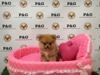 Pomeranian thumbnail