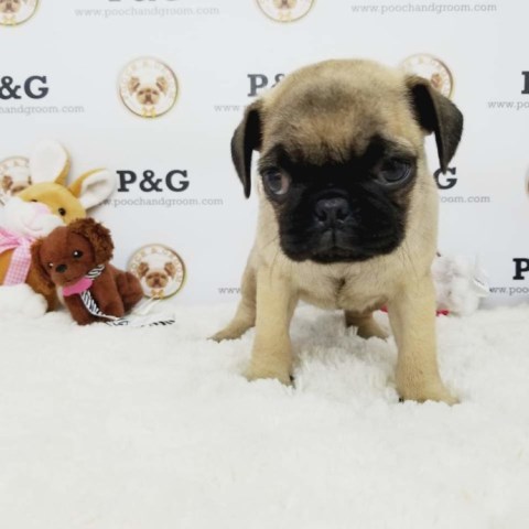 Pug puppy for sale + 53674