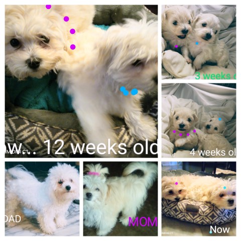 One Male and Female Bichon Frise Puppy