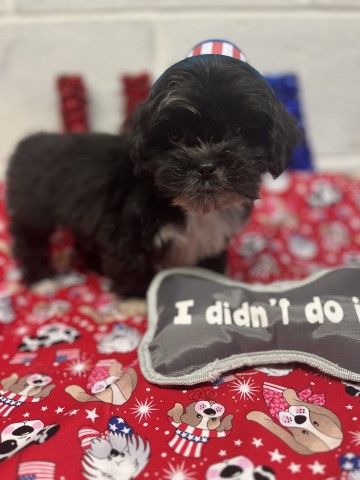 lhasa  apso flayful cute puppy boy