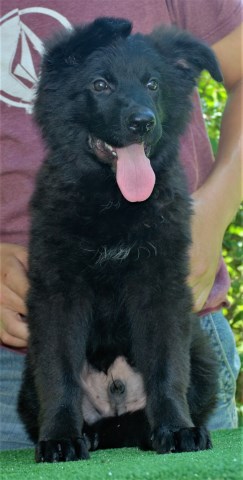 German Shepherd Dog Puppy Dog For Sale In Charlotte North Carolina