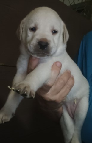 AKC Lab Puppies