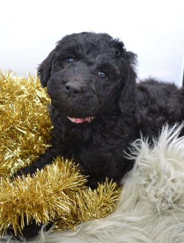 Goldendoodle puppy for sale + 62678