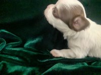 Chihuahua thumbnail
