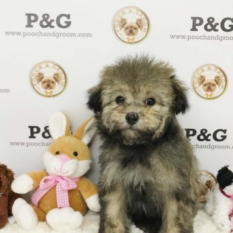 Maltipoo puppy for sale + 53428