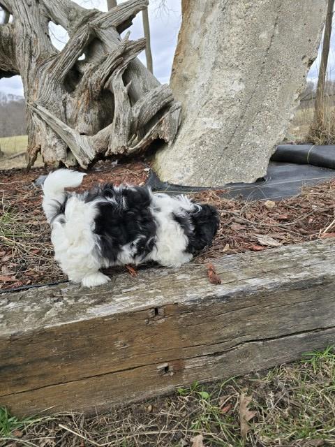 Bichon frise, Shih-Tzu mix puppies born Feb 9th. Call 2313012242