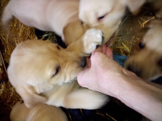Labrador Retriever puppy for sale + 64546