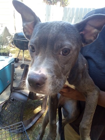 Needy and affectionate puppies for free