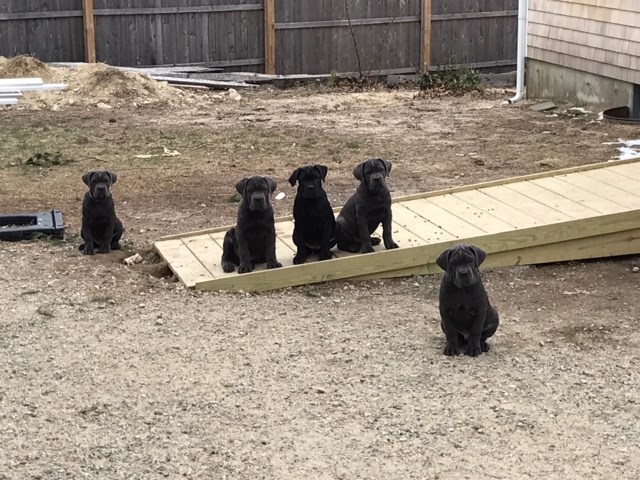 Cane Corso puppy for sale + 48499