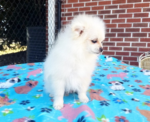 CKC Pomeranian: DUKE