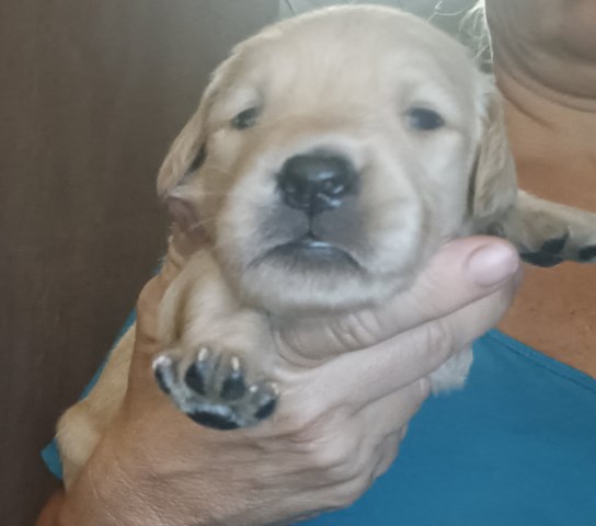 AKC Golden Retrievers