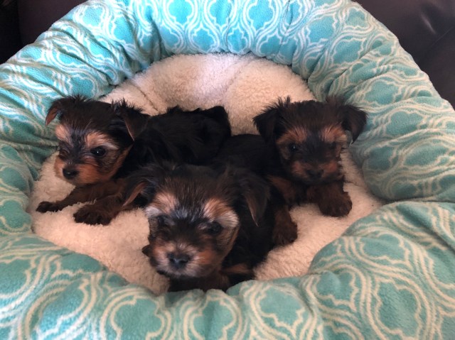 Teacup Yorkie Puppies