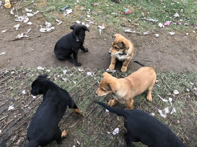 German Shepherd  Mix  Male Puppies Born 9/4/2022 $125