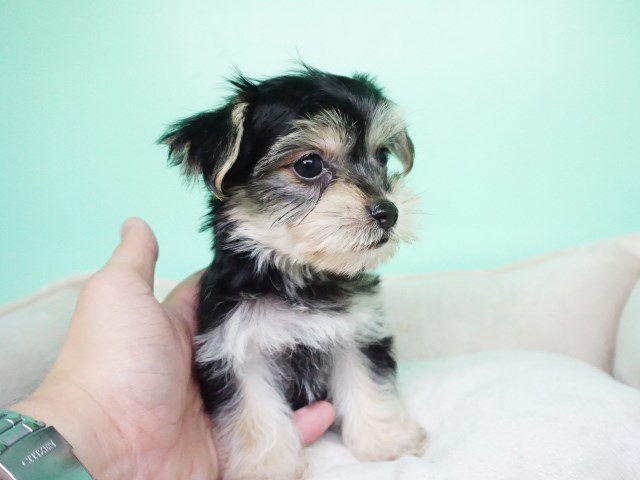 Morkie Puppy – Male- Dubby ($1,299)