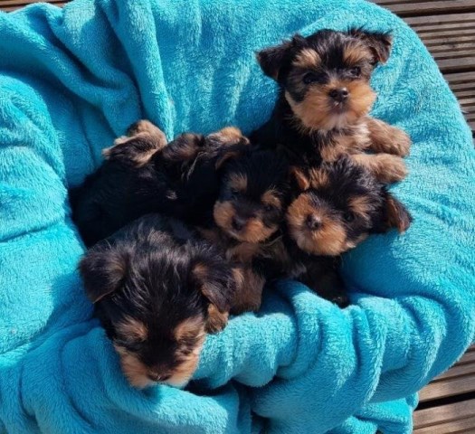 AKC Yorkshire Terrier (Yorkie) Puppies