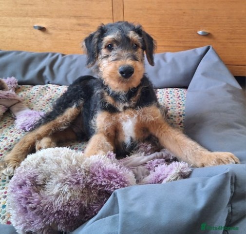 Airedale Terrier Puppy For Free