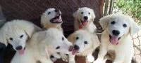 Great Pyrenees thumbnail