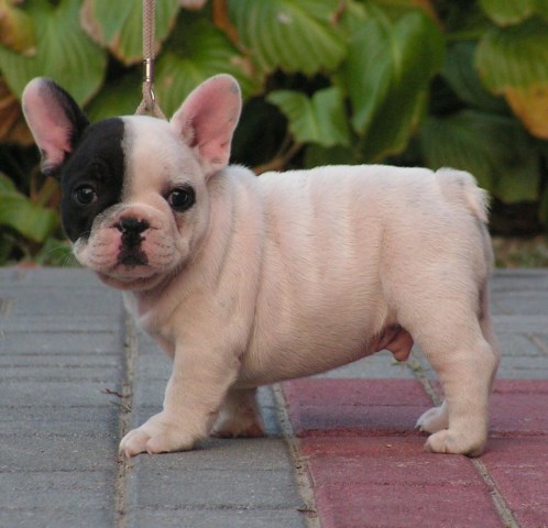 French Bulldog puppies available