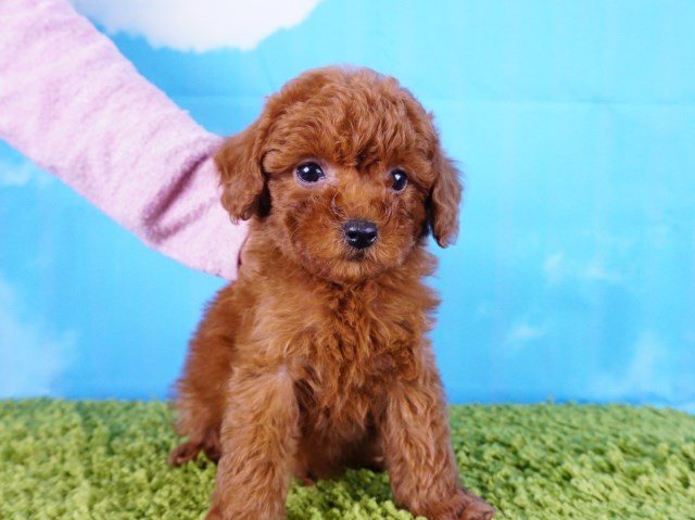 French Poodle- Male puppy- Hank ($3,000)*Tcup*
