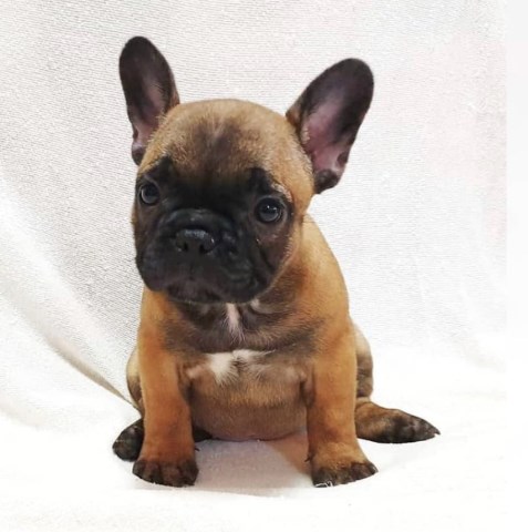 French Bulldog Puppies For Sale