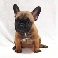 French Bulldog Puppies For Sale French Bulldog for sale/adoption