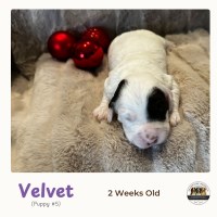 English Springer Spaniel thumbnail