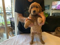 Golden Retriever thumbnail