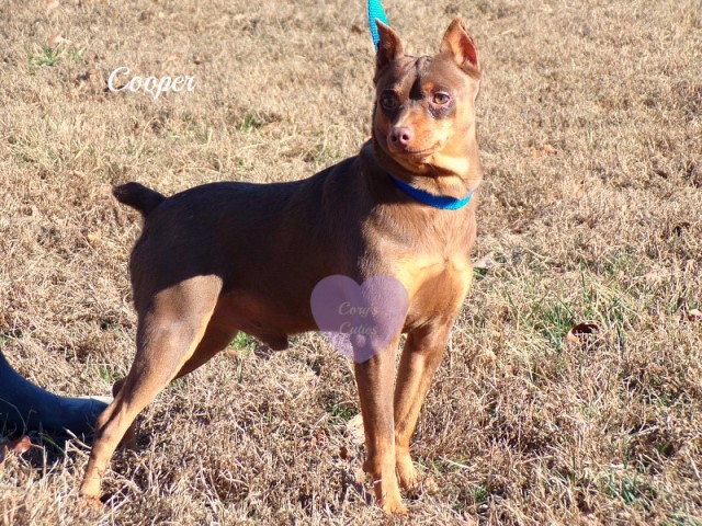 Miniature Pinscher adults