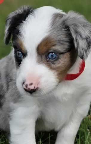 ASDR Miniature Australian Shepherds