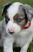 ASDR Miniature Australian Shepherds Miniature Australian Shepherd for sale/adoption