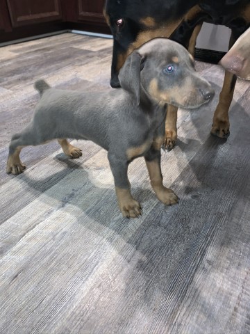 Doberman Pinscher puppy for sale + 61714