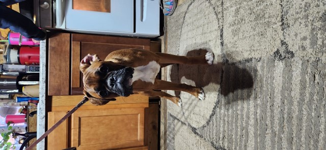 Akc classic fawn male boxer